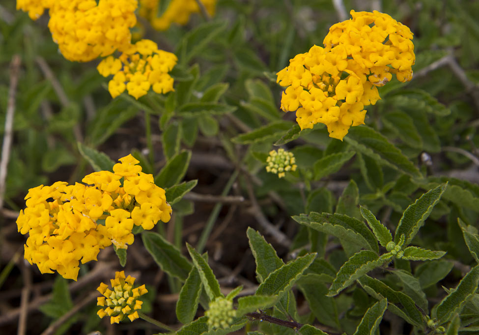 Image of Lantana camara specimen.