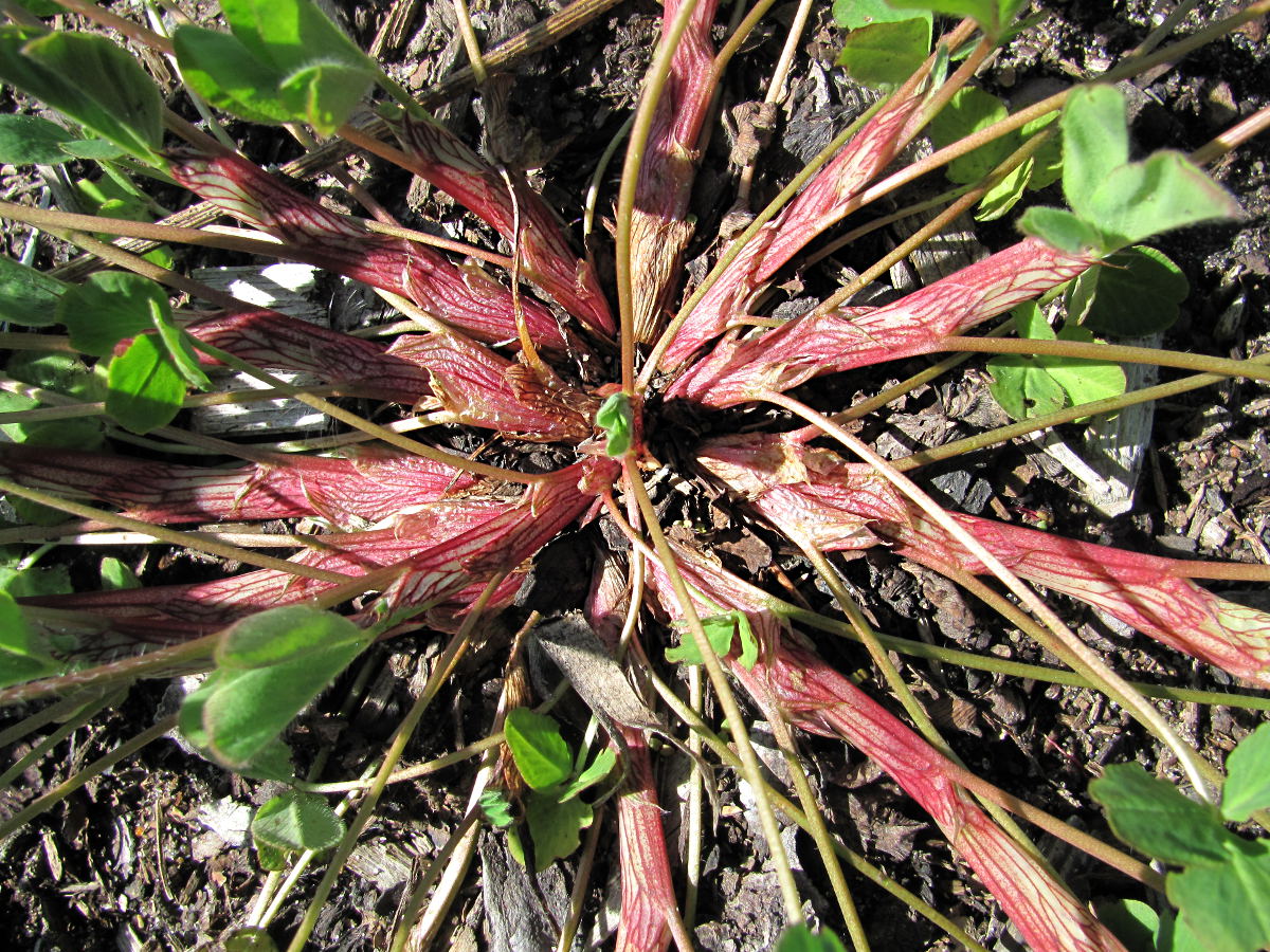 Изображение особи Trifolium pratense.