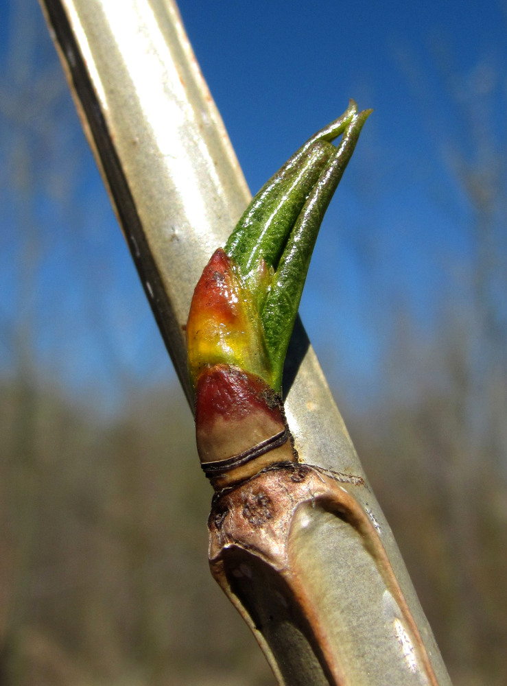 Image of Populus laurifolia specimen.