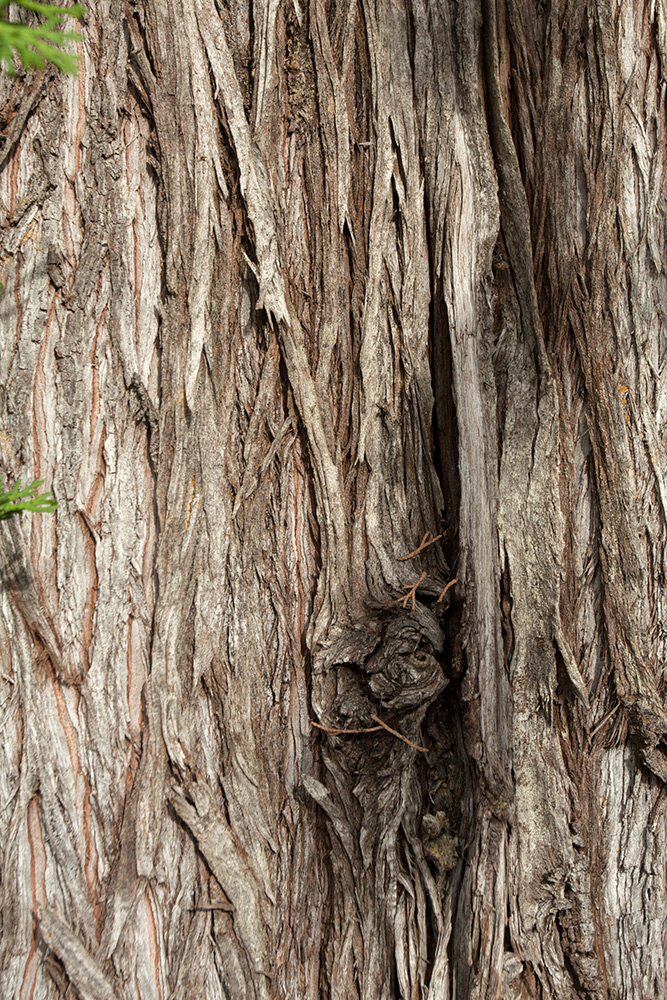 Image of Cupressus sempervirens specimen.