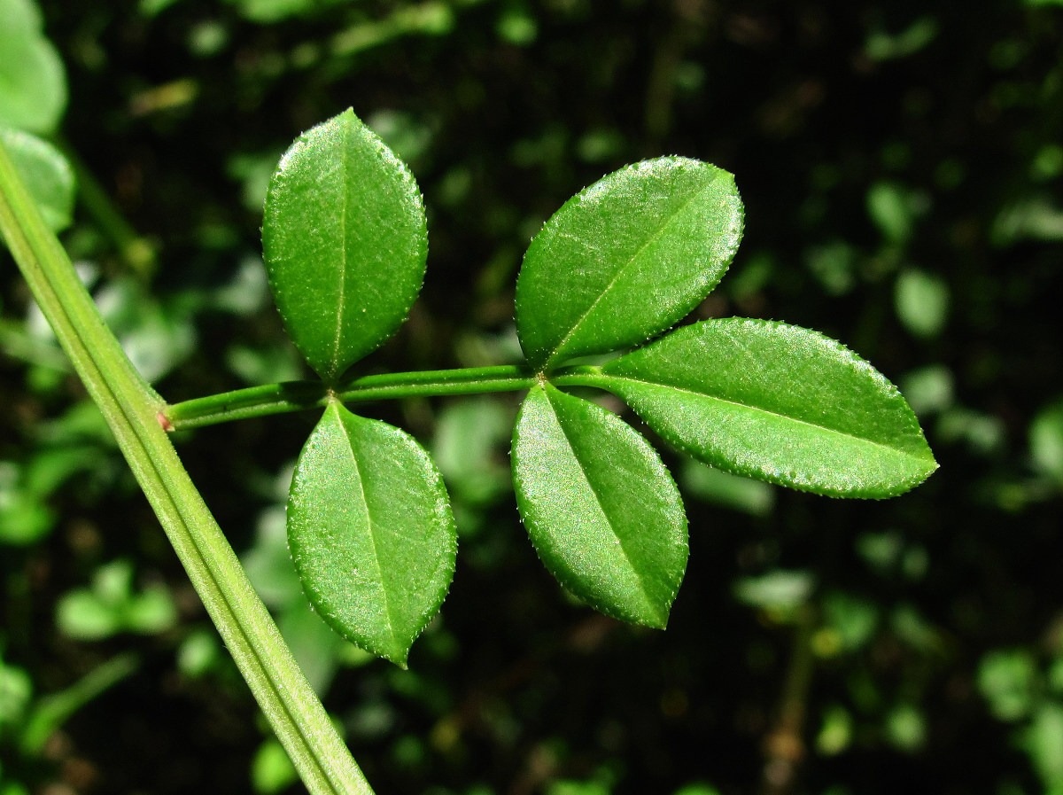 Image of Jasminum floridum specimen.