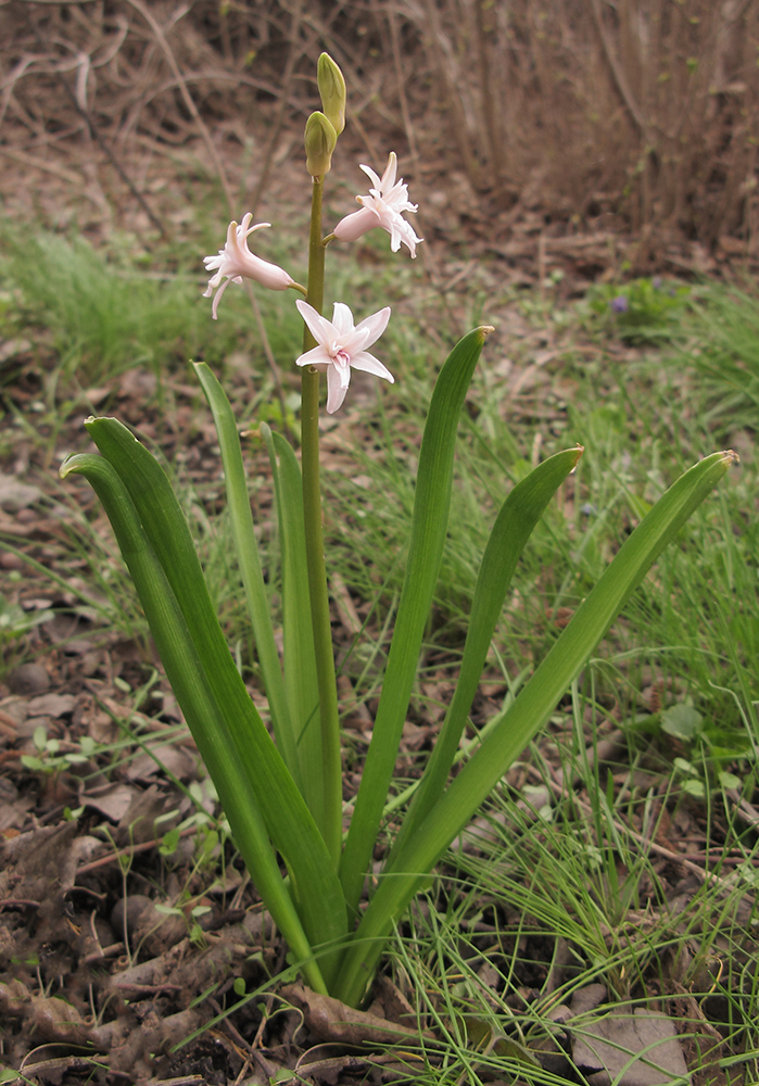 Изображение особи Hyacinthus orientalis.