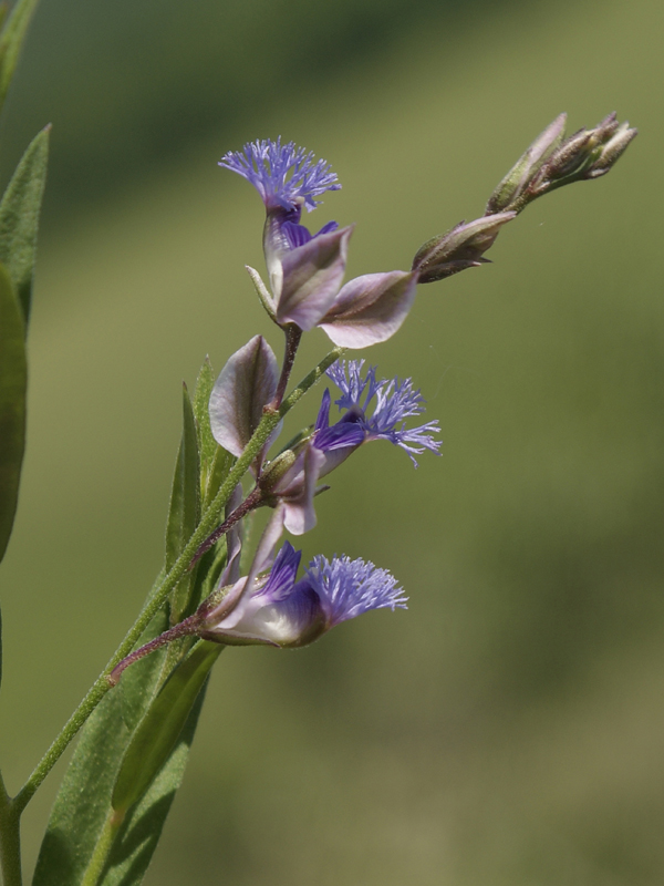 Image of Polygala sibirica specimen.