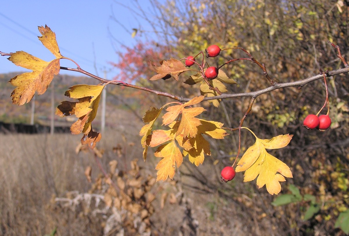 Image of Crataegus rhipidophylla specimen.