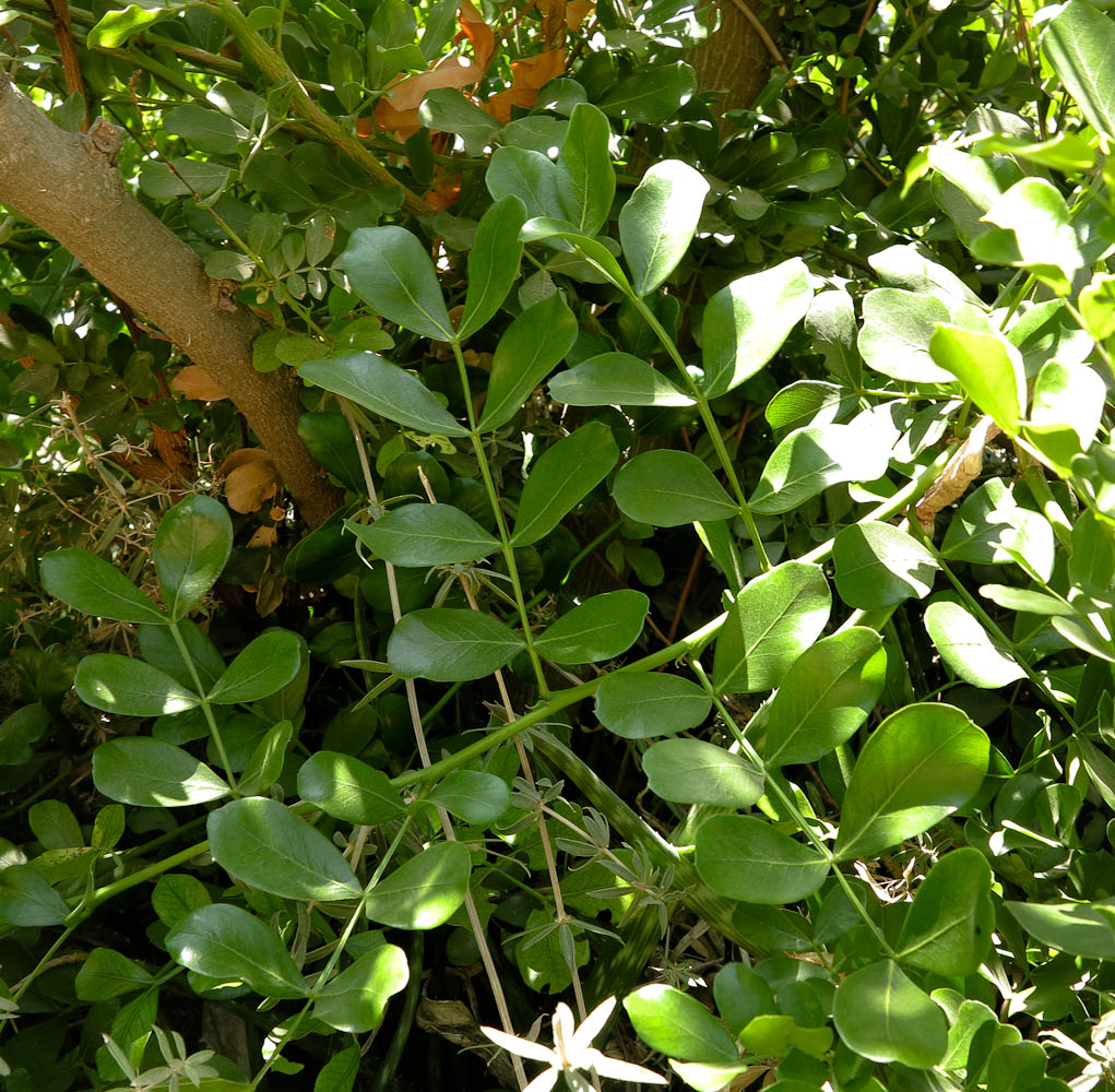 Image of Schotia latifolia specimen.