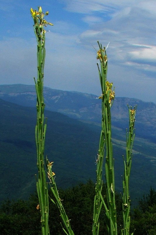 Image of Erysimum cuspidatum specimen.