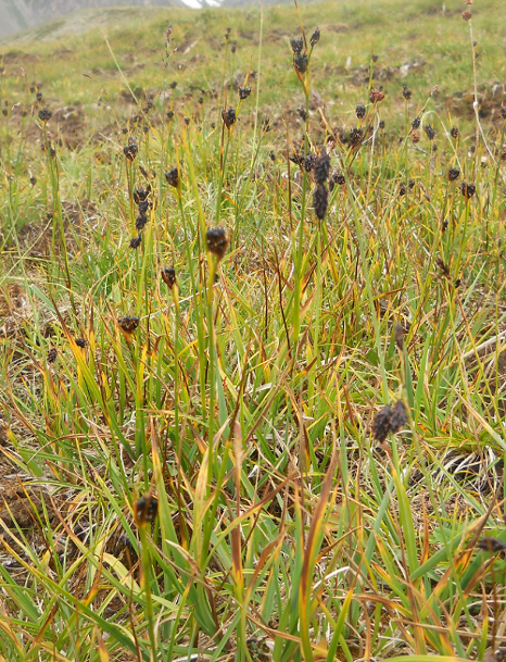 Image of Juncus castaneus specimen.