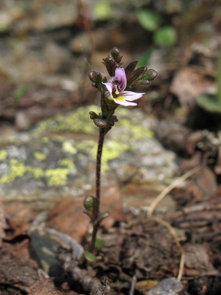 Изображение особи Euphrasia wettsteinii.