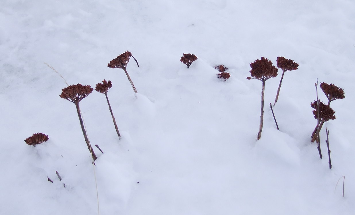 Изображение особи Rhodiola rosea.