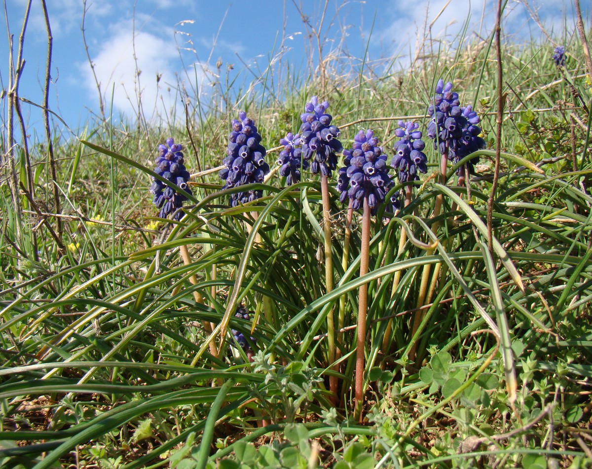 Изображение особи Muscari neglectum.