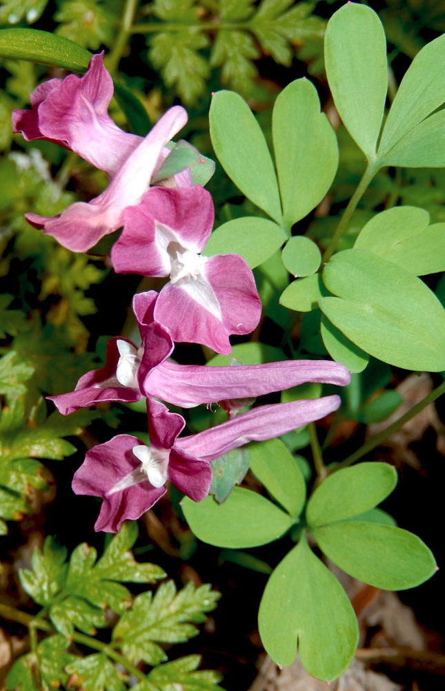 Image of Corydalis caucasica specimen.