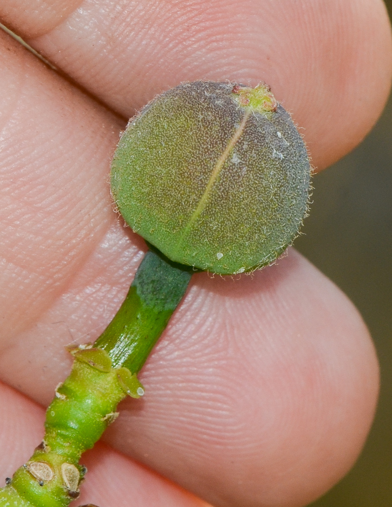 Изображение особи Euphorbia tirucalli.