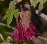 genus Gossypium. Цветок. Израиль, г. Эйлат, вдоль дороги к ботаническому саду. 12.10.2015.