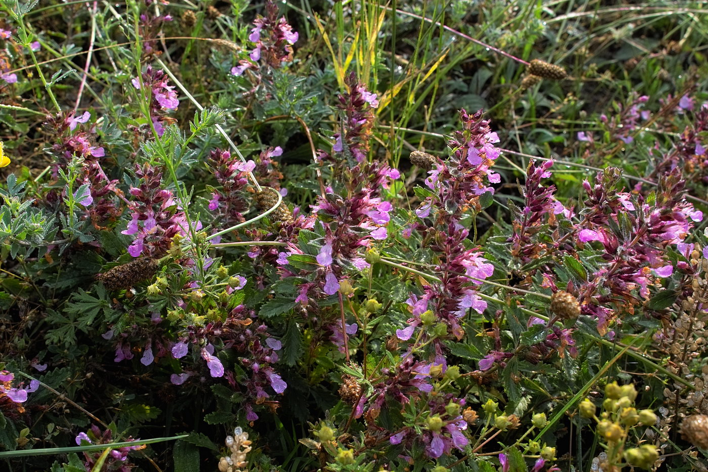 Изображение особи Teucrium chamaedrys.