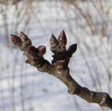 Prunus domestica. Плодовая веточка с покоящимися почками (сорт 'Кабардинская ранняя'). Краснодарский край, Кущёвский р-н, станица Шкуринская, в культуре. 07.02.2010.