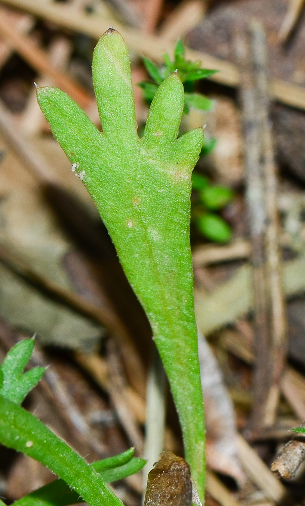 Image of Anthemis leucanthemifolia specimen.