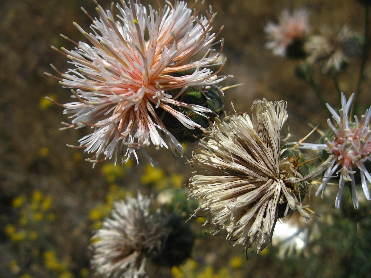 Изображение особи Centaurea carduiformis ssp. orientalis.