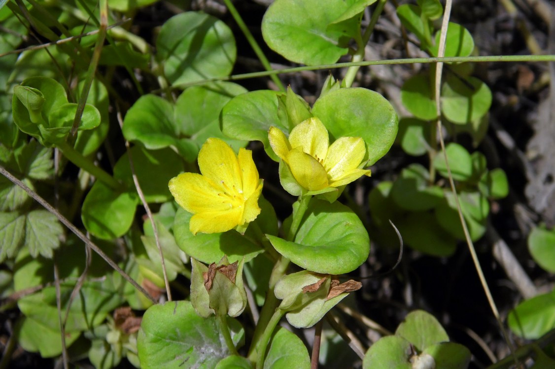 Изображение особи Lysimachia nummularia.