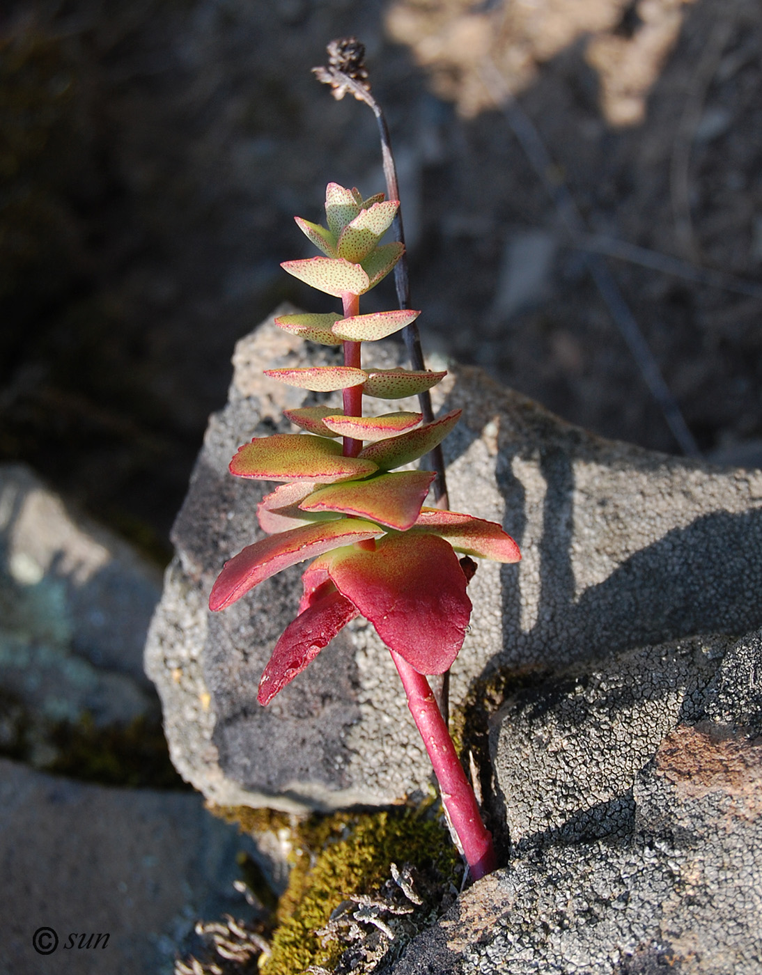 Image of Hylotelephium stepposum specimen.