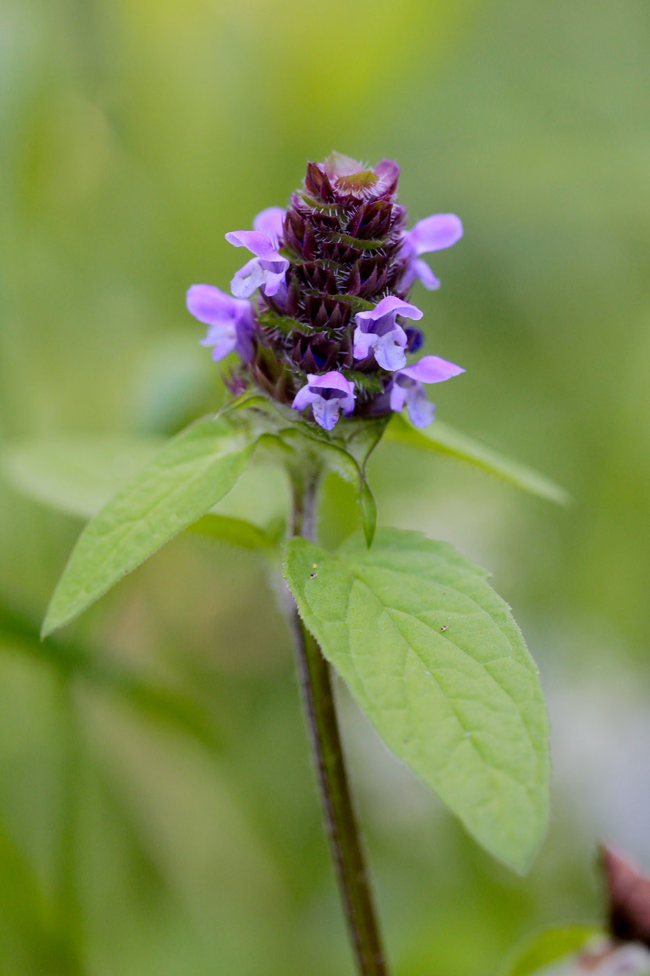 Изображение особи Prunella vulgaris.