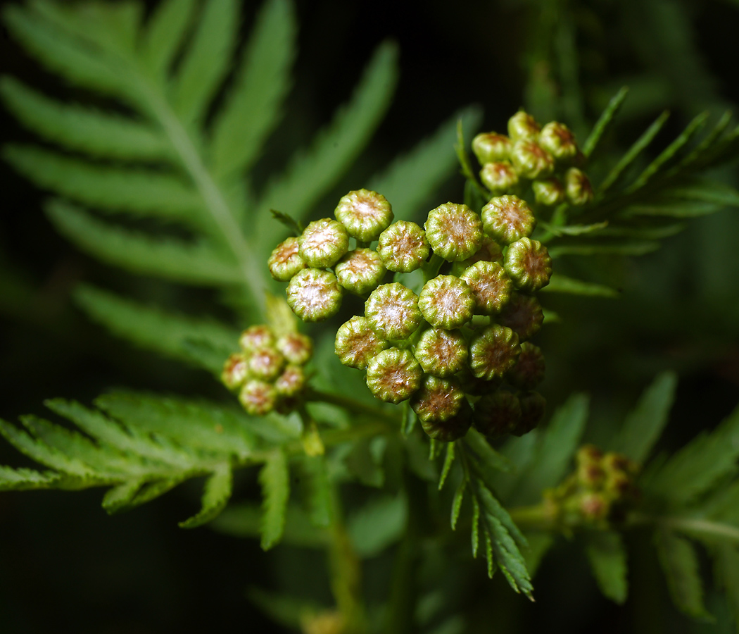 Image of Tanacetum vulgare specimen.