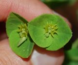 Смотреть изображение Euphorbia savaryi