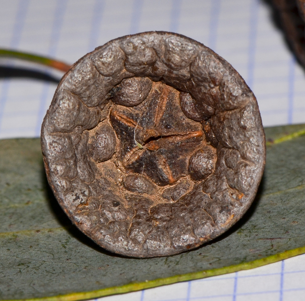 Image of Eucalyptus woodwardii specimen.