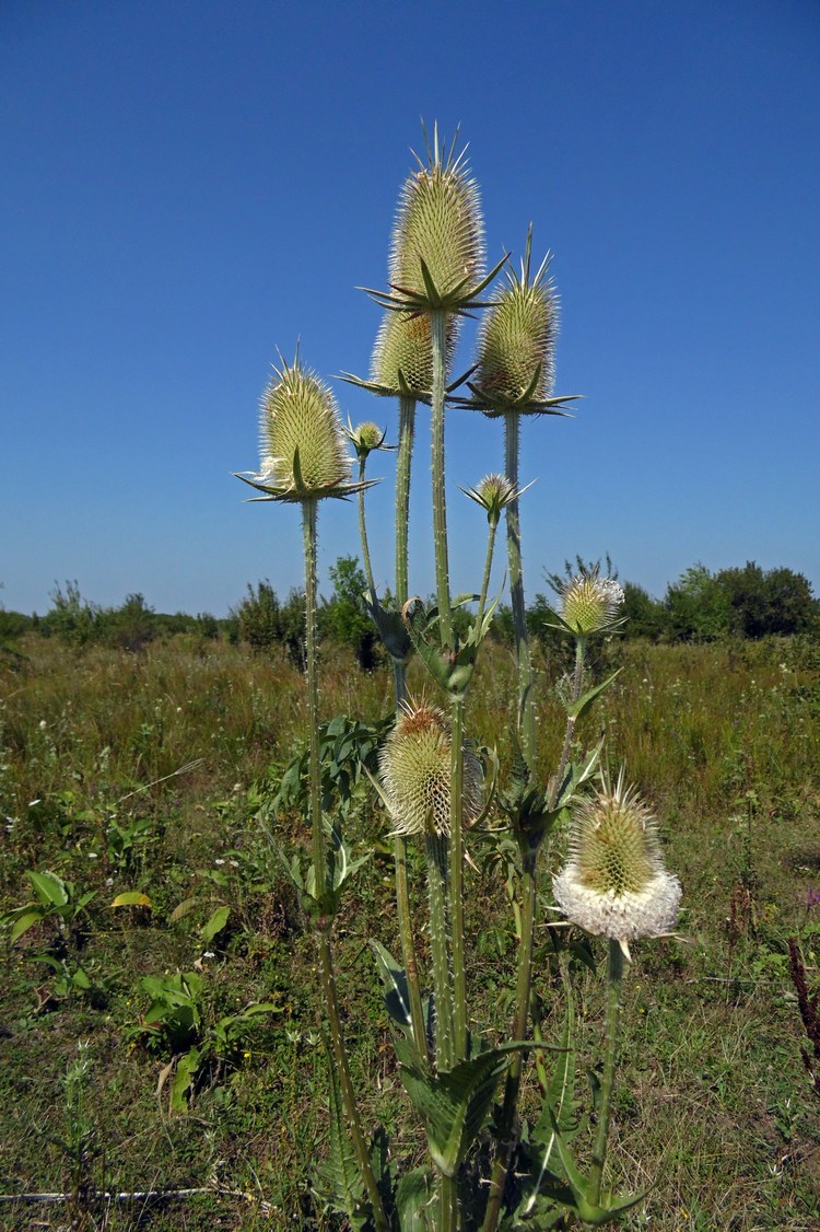 Изображение особи Dipsacus laciniatus.