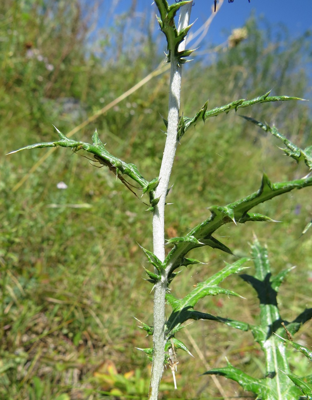 Image of Echinops ruthenicus specimen.