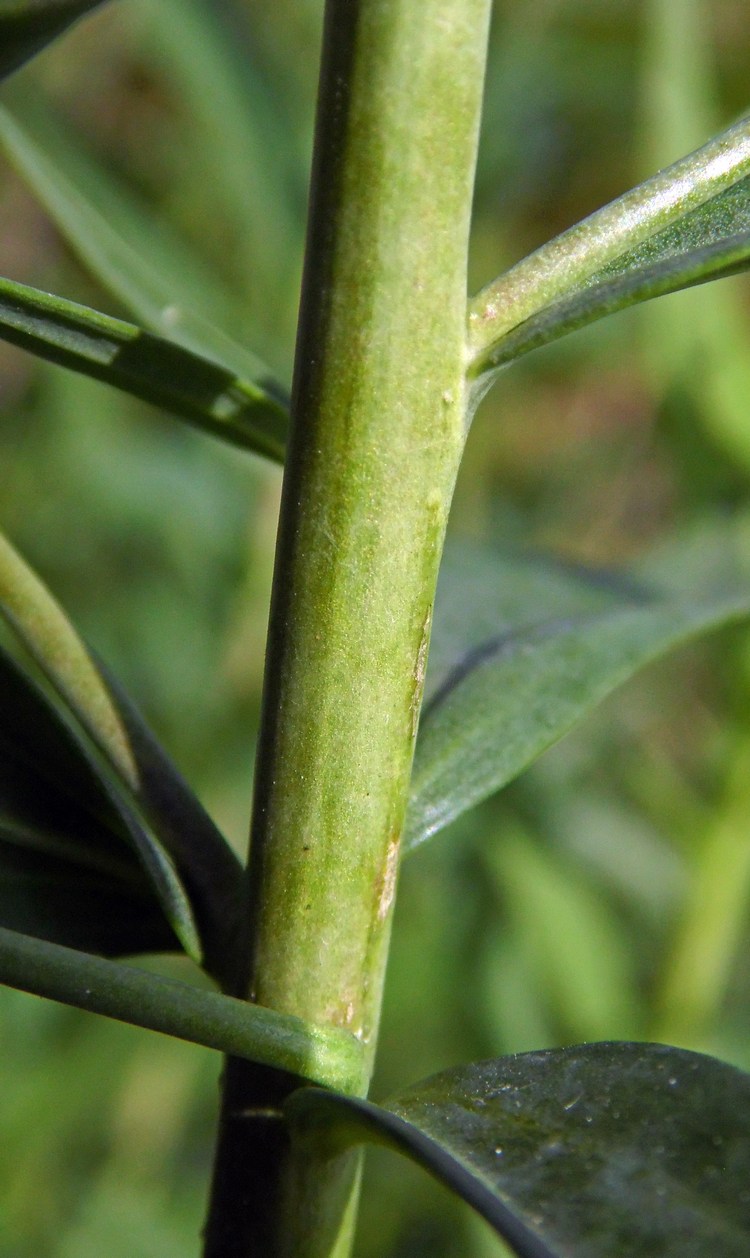 Image of Linaria ruthenica specimen.