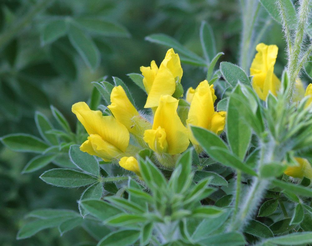 Image of genus Chamaecytisus specimen.