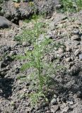 Descurainia sophia. Расцветающее растение. Восточный Казахстан, Уланский р-н, с. Украинка, дачный участок. 28.05.2016.
