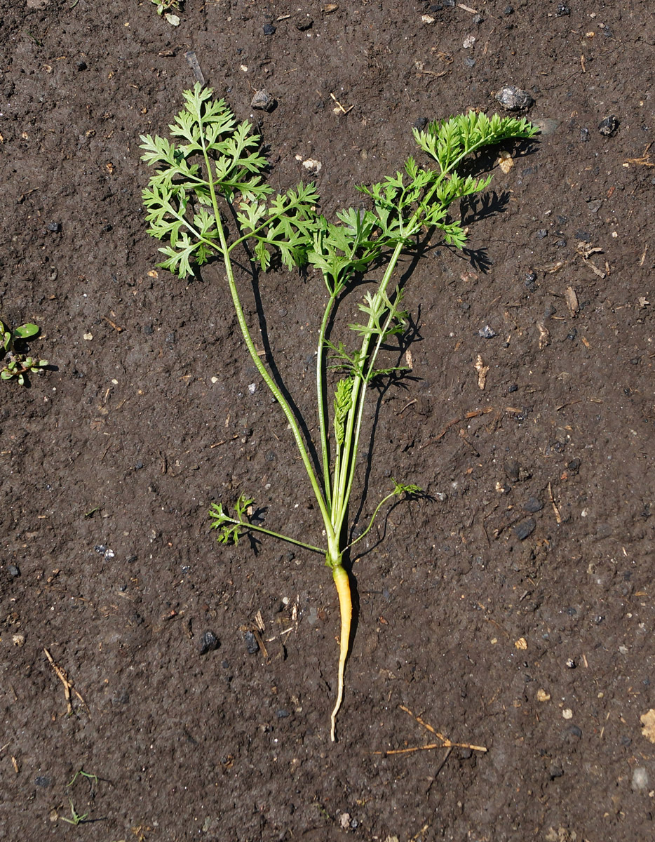 Image of Daucus sativus specimen.