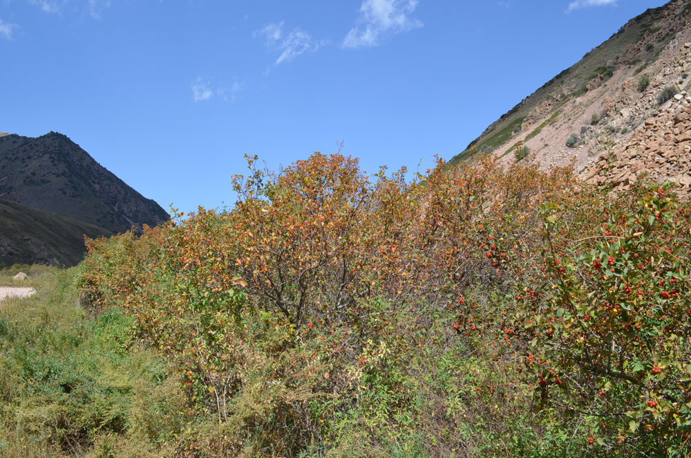 Изображение особи Crataegus tianschanica.