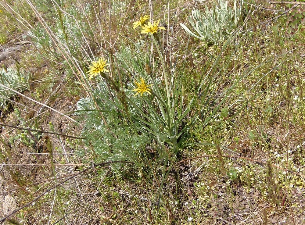 Image of Scorzonera mollis specimen.