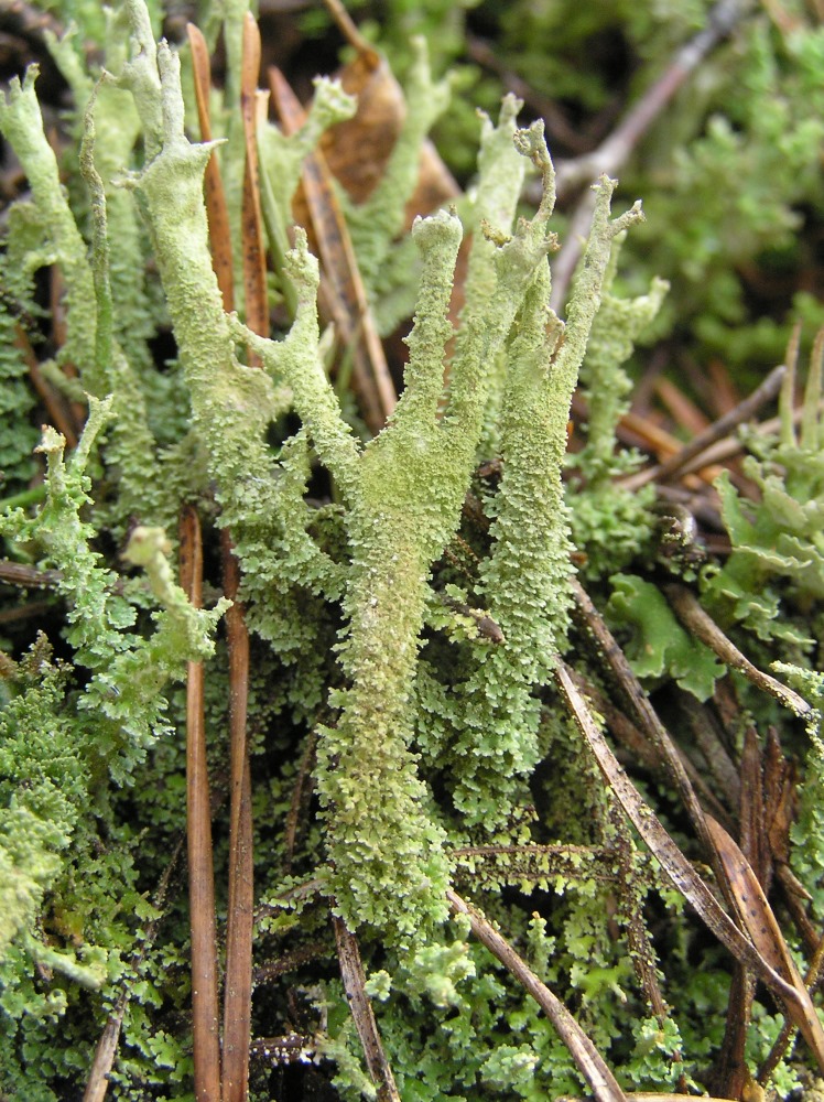 Изображение особи род Cladonia.