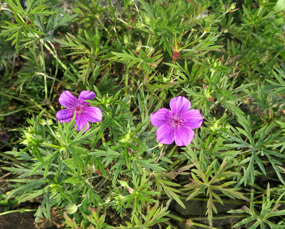 Image of Geranium soboliferum specimen.