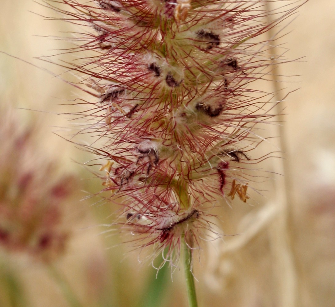 Image of Cenchrus ciliaris specimen.