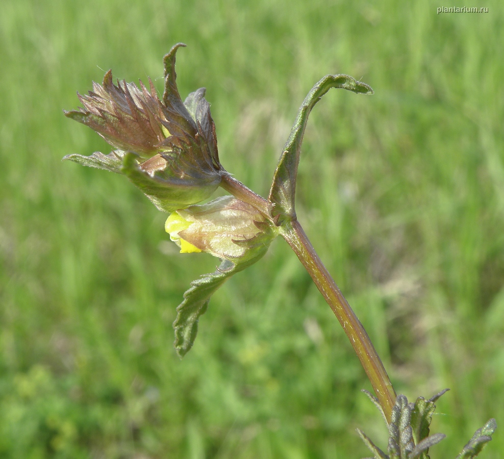 Image of genus Rhinanthus specimen.