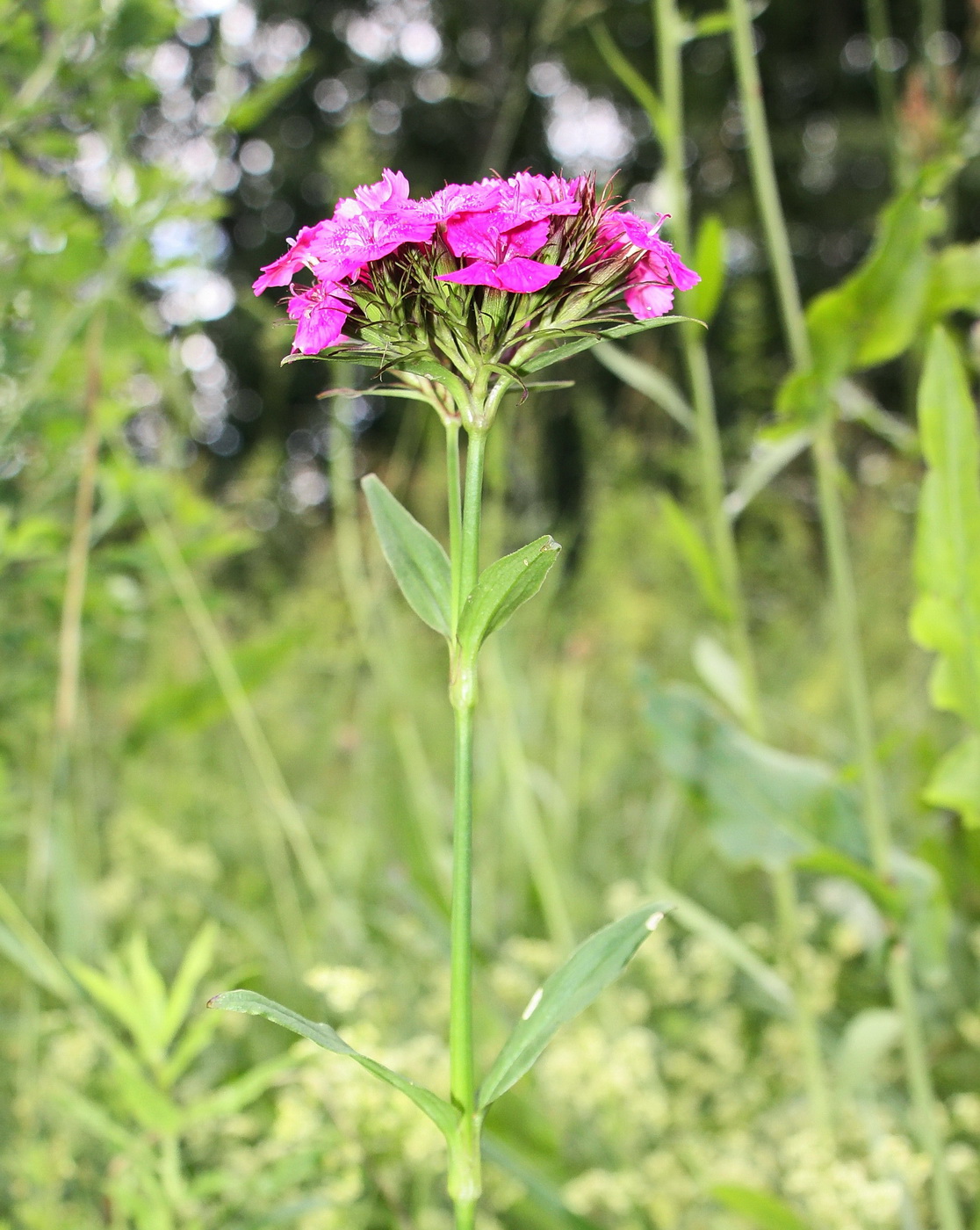 Изображение особи Dianthus barbatus.