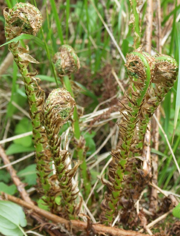 Изображение особи Dryopteris expansa.