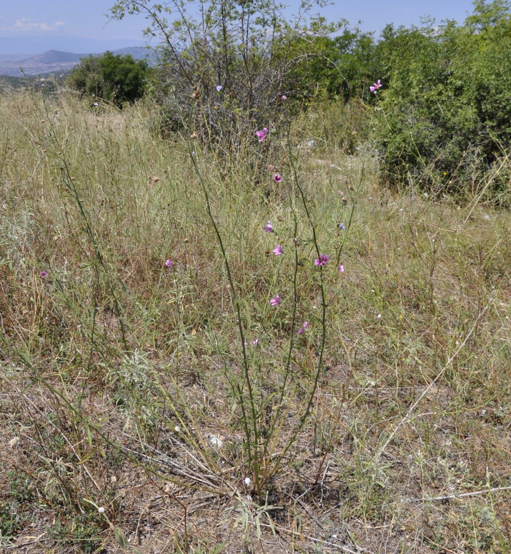 Image of Althaea cannabina specimen.