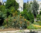 Banksia ashbyi. Цветущее растение. Израиль, Иудейские горы, г. Иерусалим, ботанический сад университета. 15.05.2017.