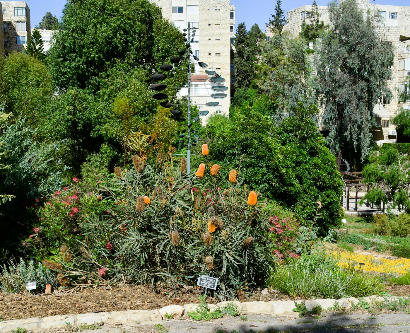 Изображение особи Banksia ashbyi.