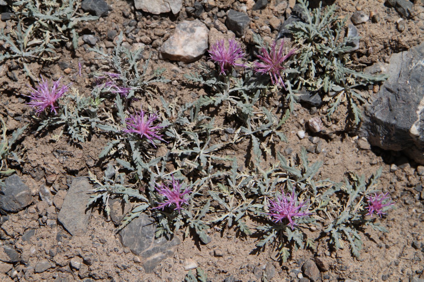 Image of Jurinea algida specimen.