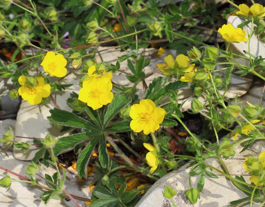 Изображение особи Potentilla sphenophylla.