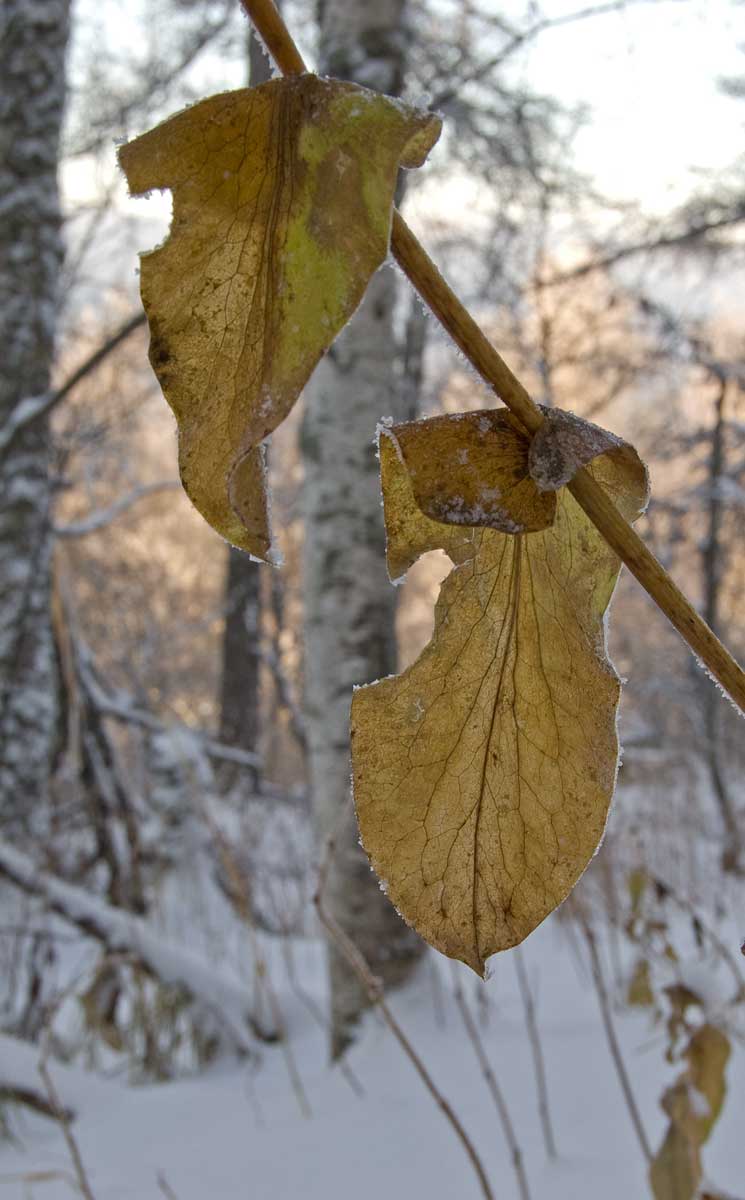 Image of Bupleurum longifolium ssp. aureum specimen.