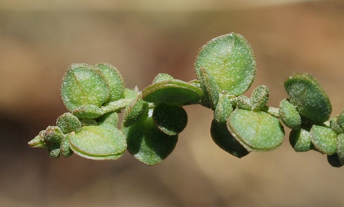 Изображение особи Atriplex micrantha.