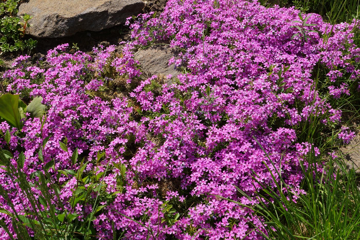 Image of Phlox subulata specimen.