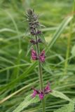 Stachys sylvatica